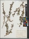 Foto von Salix repens subsp. repens L.
